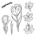 Crocus plant flowers and leaves with